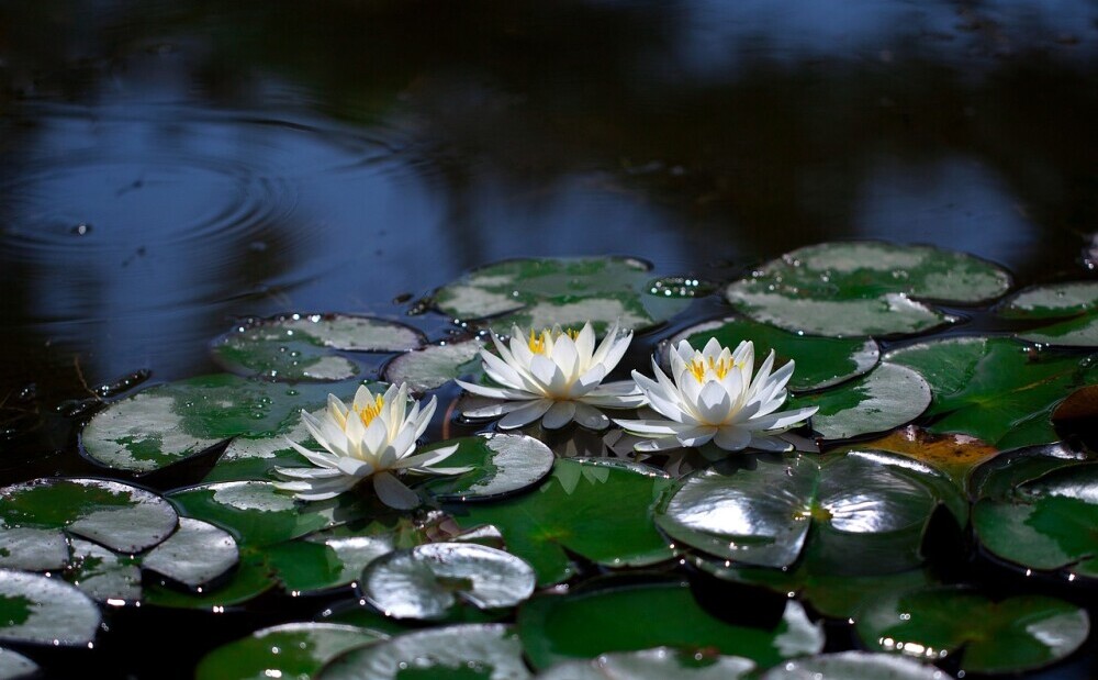 Aquatic Plants In The Pond Water Feature