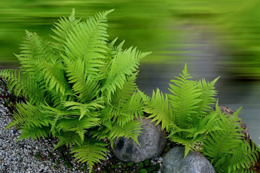 Ferns Plants Around The Pond