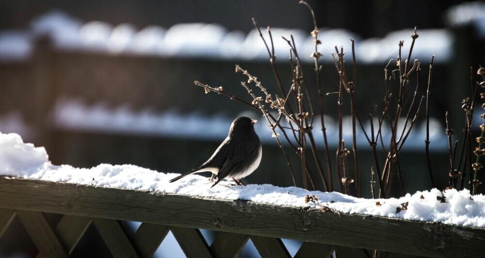 Weather Damages To Garden Fountain And How To Properly Winterize It?