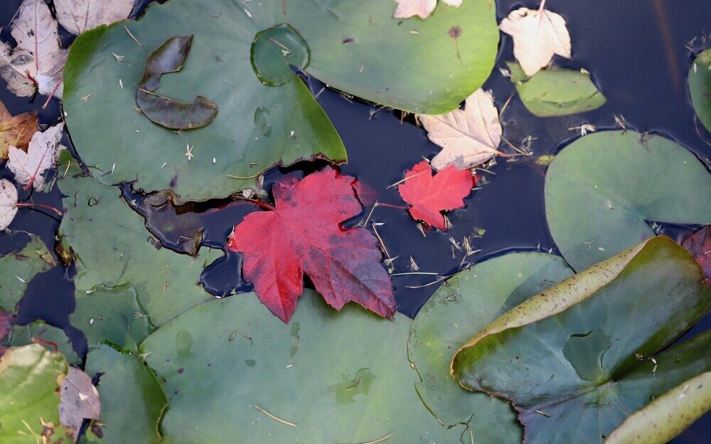 Leaves And Debris In Water Feature