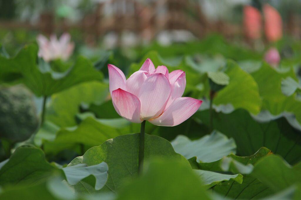 Water Lily In The Pond