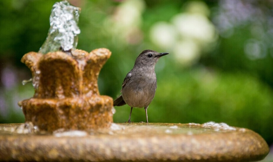 Attracting Birds To Your Backyard With Water Fountain