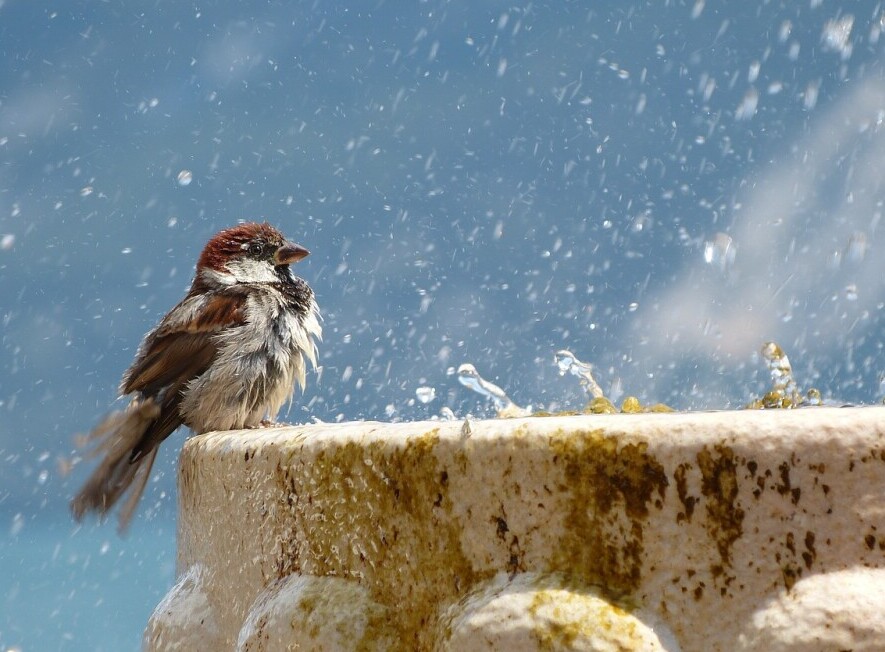 Attracting Birds To Your Backyard With Water Fountain