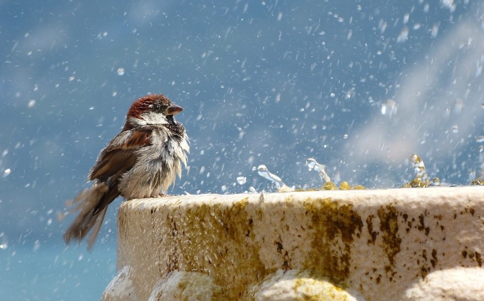 attracting birds to your backyard 