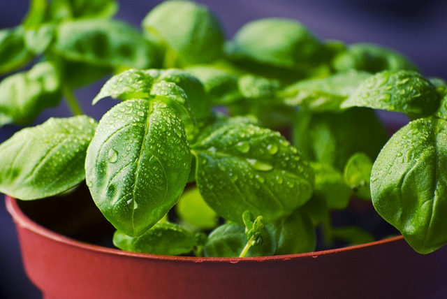 mosquitoes repellent plants -Basil
