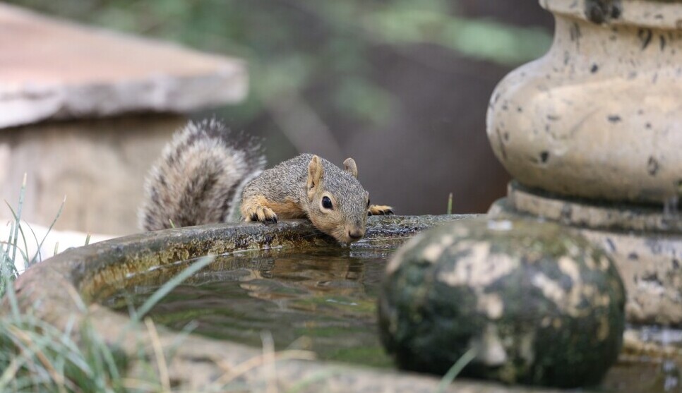 Garden Water Fountain