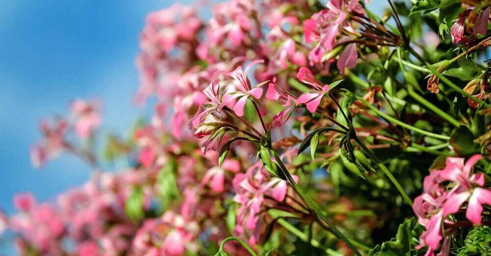 Geraniums