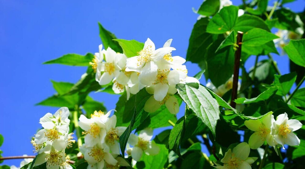 Jasmine