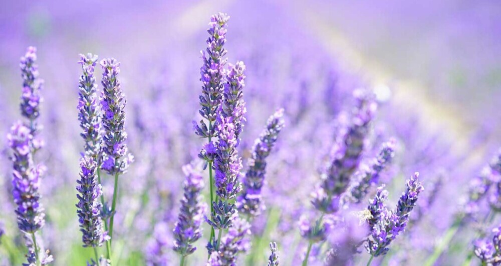 Lavender