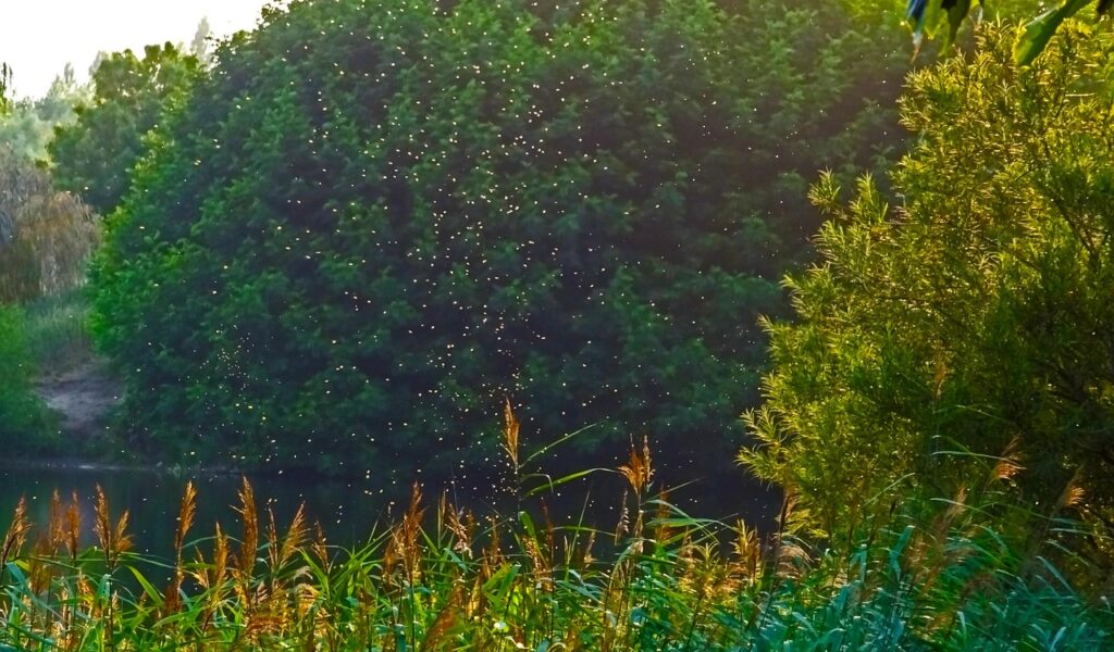 Mosquitoes Breed In Garden