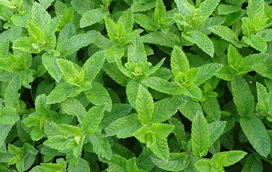 mosquitoes repellent plants mint