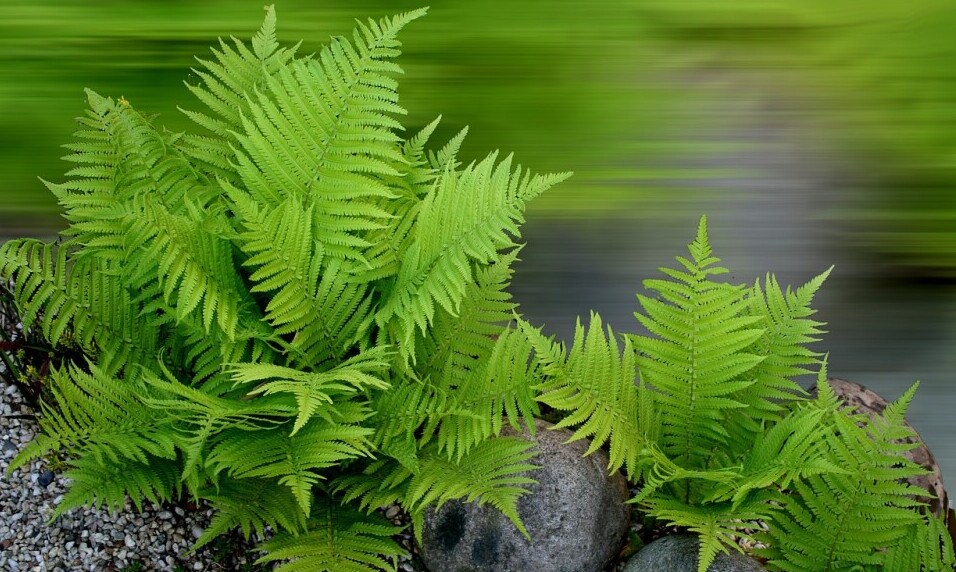 plants around water fountain fern