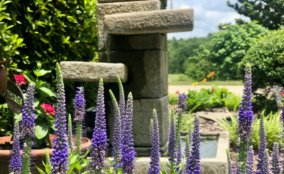 plants around water fountain lavender